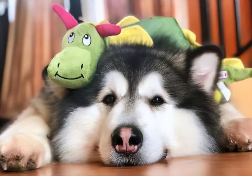 阿拉斯加幼犬不爱动怎么办