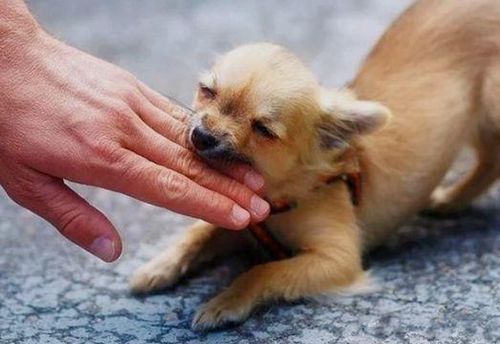 怎样给狗打狂犬疫苗