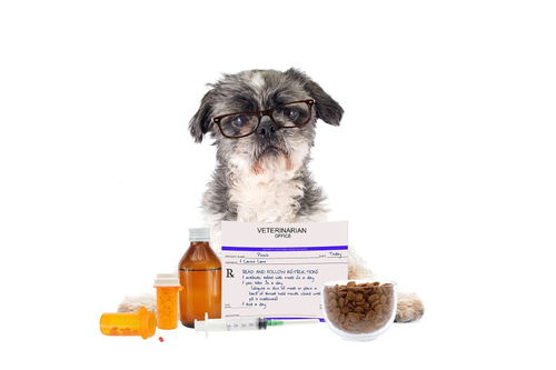 毛短的小型犬有哪些