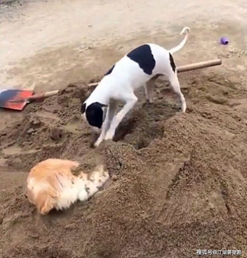 狗狗刨地是什么情况