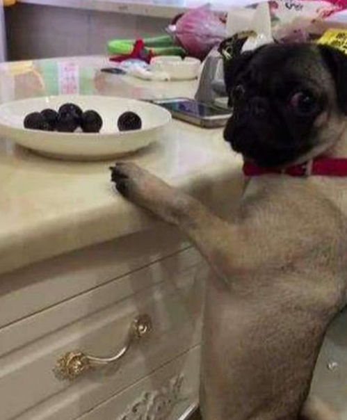 巴哥犬能吃哪些水果