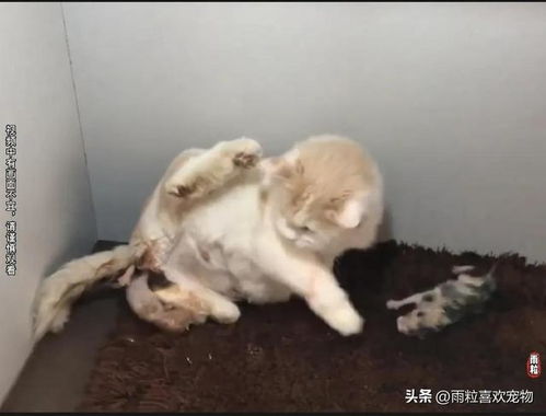 狗羊水破了多久会生出来