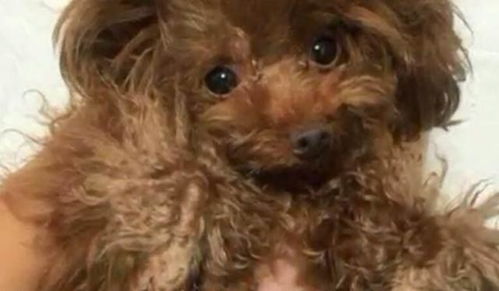 狗狗怀孕多少天可以看得出来
