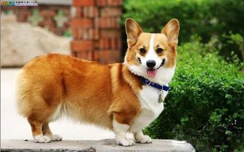 柯基犬一天睡多长时间
