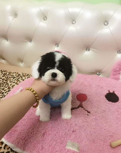 小狗多大开始教