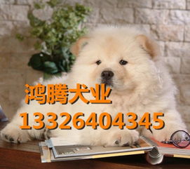广东哪个犬舍口碑好