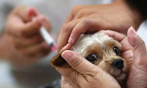 狗打过狂犬疫苗有什么用