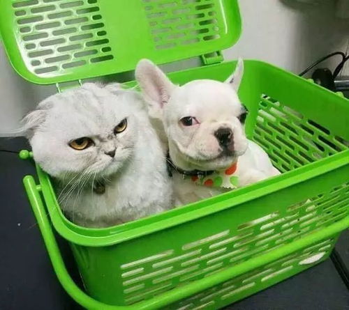 猫跟着人洗澡