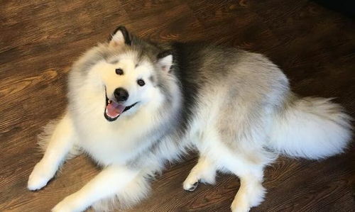 阿拉斯加犬的性格特点,带你了解阿拉斯加