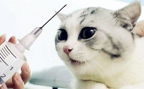 猫打完疫苗观察多久没事