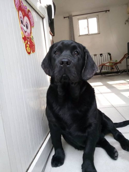 想买只拉布拉多犬,在哪里买好