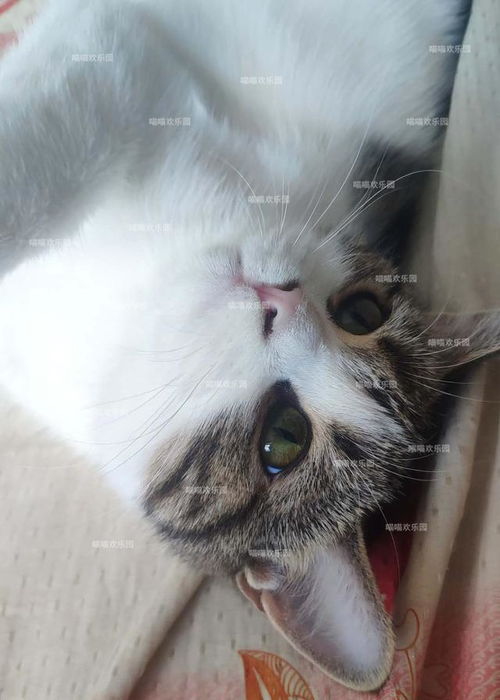 小猫咪多久认主人