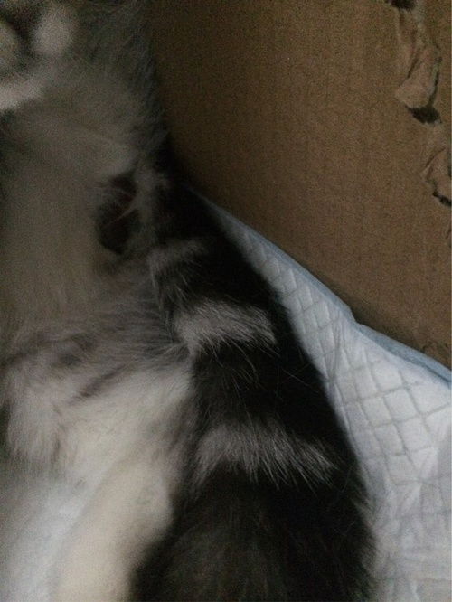 猫猫宫缩后多久生