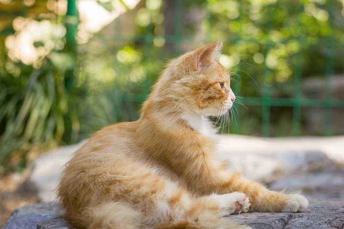 小猫多久能看见