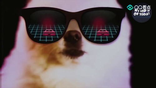 柴犬喝完水多久小便