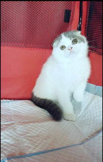 哪里有领养宠物猫的地方