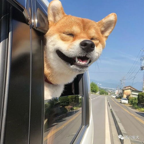 柴犬多长时间驱一次虫