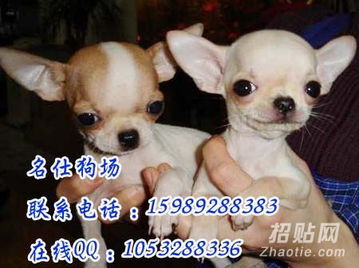 那里买吉娃娃犬