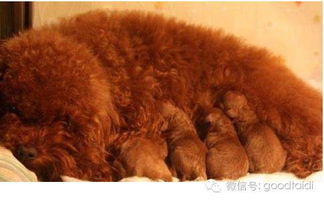 产后的泰迪狗吃什么好