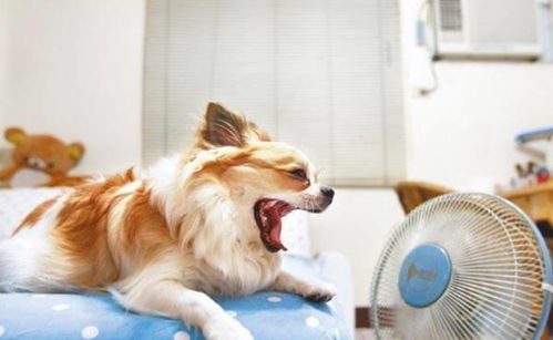 狗狗物理降温多久见效
