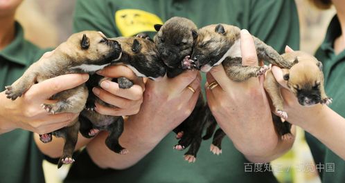 幼犬吃的狗粮要泡到什么程度