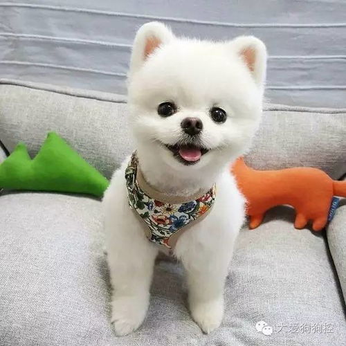 马尔济斯属于什么档次