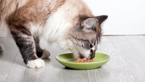 一般猫咪喂多少猫粮