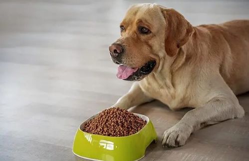 狗狗什么表现是因为饿了