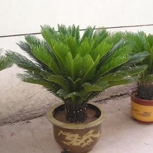 养狗不能种的植物