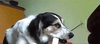 狗狗磨牙是多大