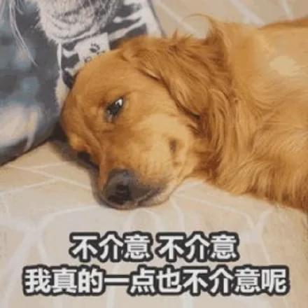 狗会来姨妈吗