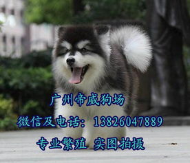 狗狗阿拉斯加价格