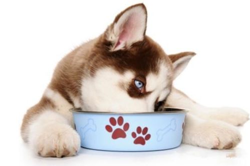 哈士奇幼犬呕吐不吃东西怎么办