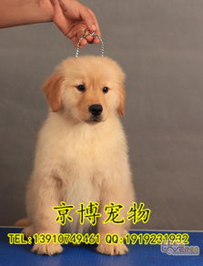北京哪里卖纯种金毛犬