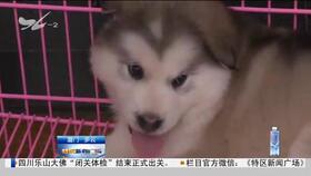 哪里有卖狗的宠物店