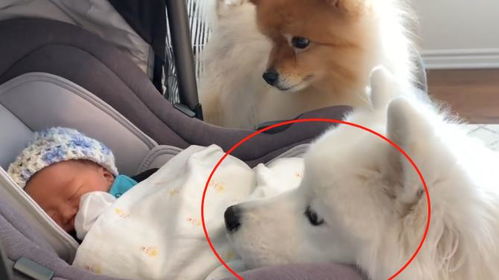 狗狗生完宝宝发烧