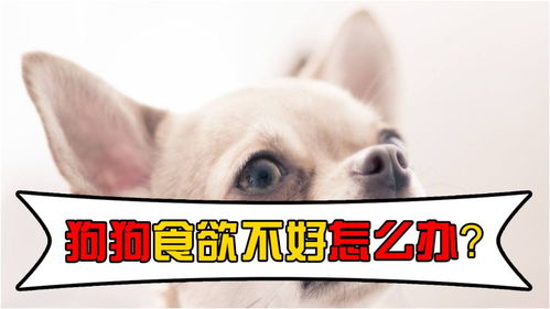 狗狗食欲不好是怎么回事