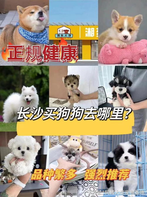 买狗狗在哪里买便宜点的