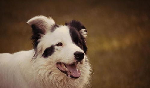 边境犬种类大全
