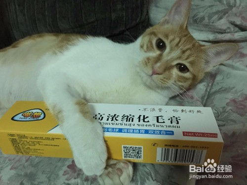 猫咪保护肝脏的药哪种比较好