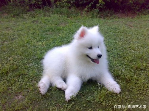萨摩耶幼犬体型