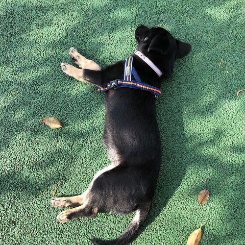 幼犬每天溜多少路合适