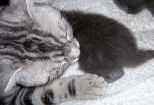 新生猫多久排便