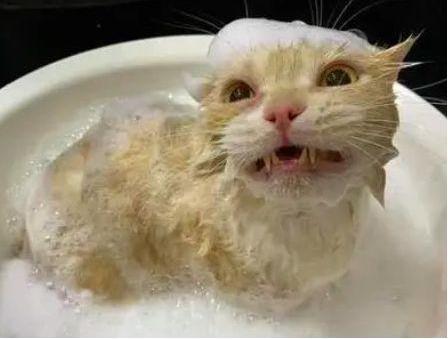 小猫多久洗澡一次最好
