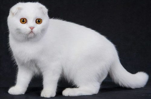苏格兰折耳猫的品种