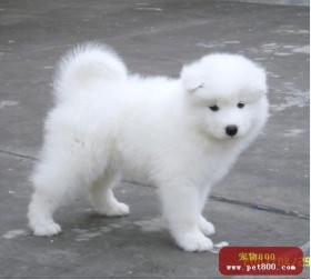 纯白的狗狗叫什么名字