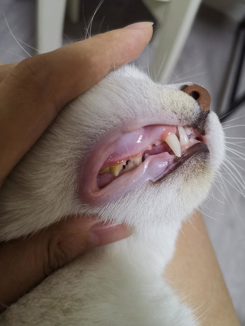 牙结石 猫咪