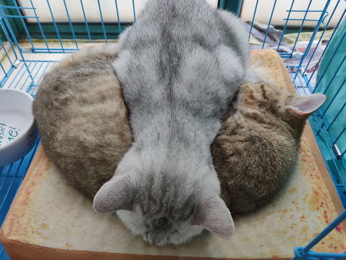 公猫绝育后多久吃饭合适