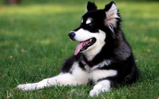 成犬阿拉斯加吃什么狗粮