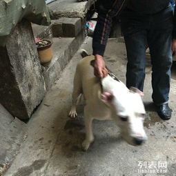 杜高犬怀孕多久生狗仔